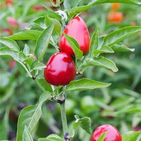 Peperoni 'Red Cherry'