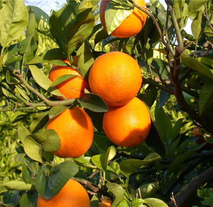 Orange 'Navelina'