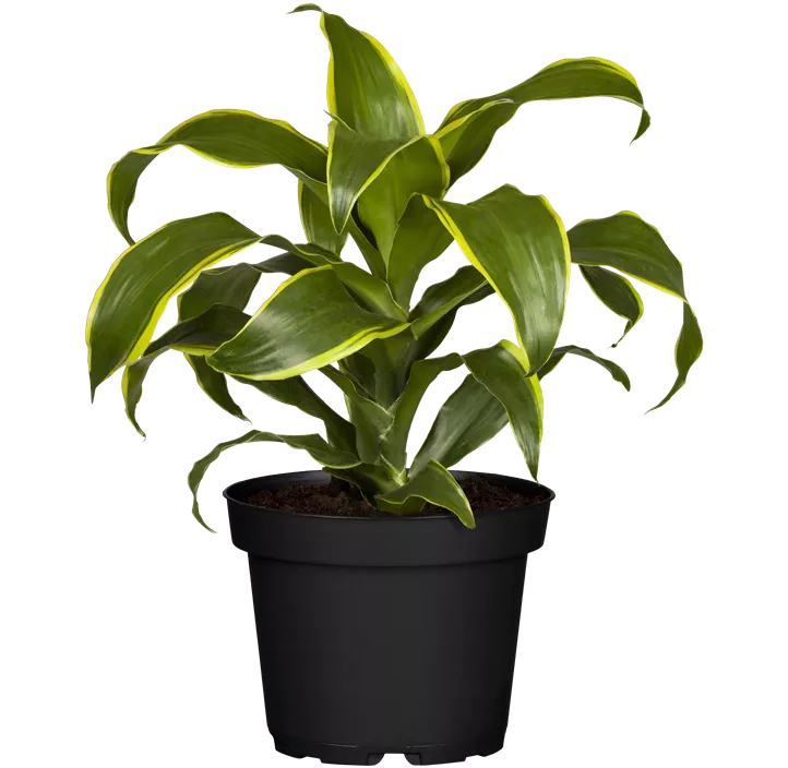 Drachenbaum 'Dorado'