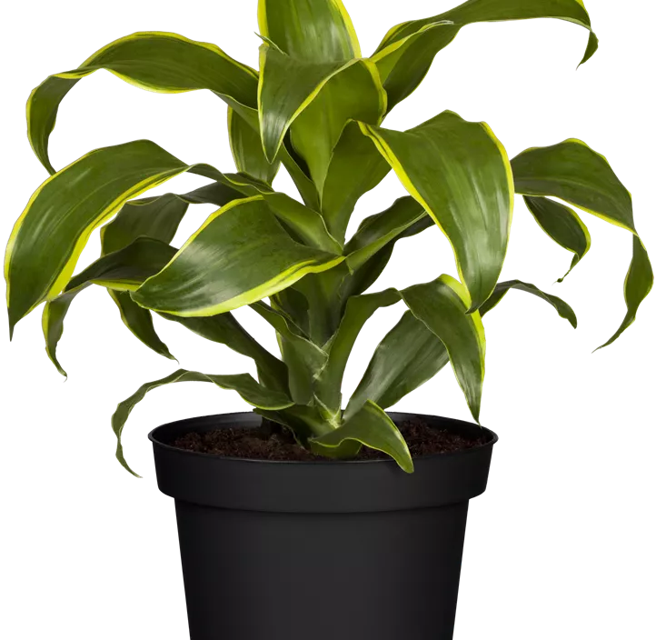 Drachenbaum 'Dorado'