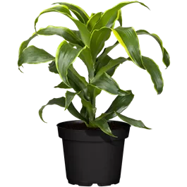 Dracaena fragrans 'Dorado'
