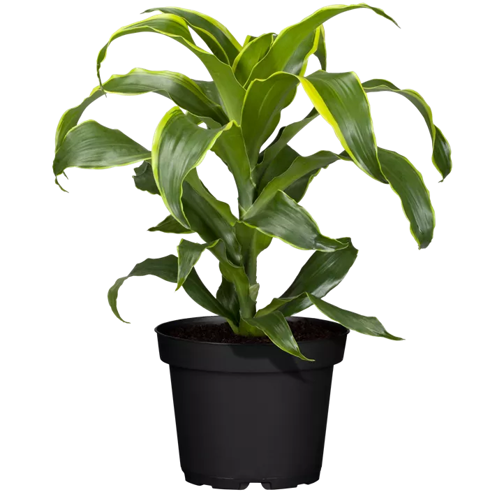 Drachenbaum 'Dorado'