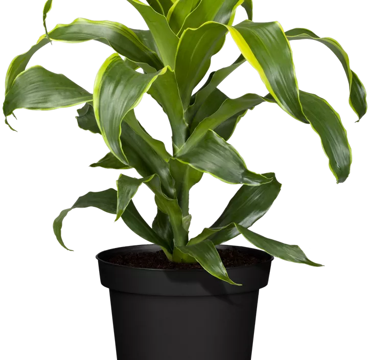 Drachenbaum 'Dorado'