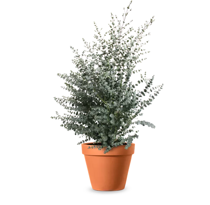 Echter Eukalyptus Busch