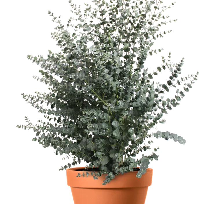 Echter Eukalyptus Busch Echter Eukalyptus Busch