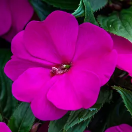Impatiens Neu Guinea Hybride Mini