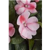 bellaflora Gartencenter GmbH