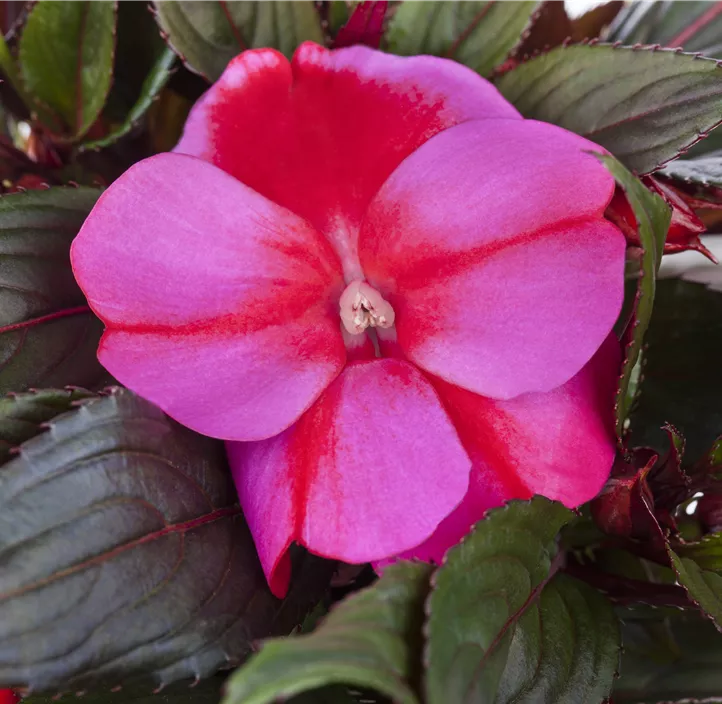 Hawaii Lieschen