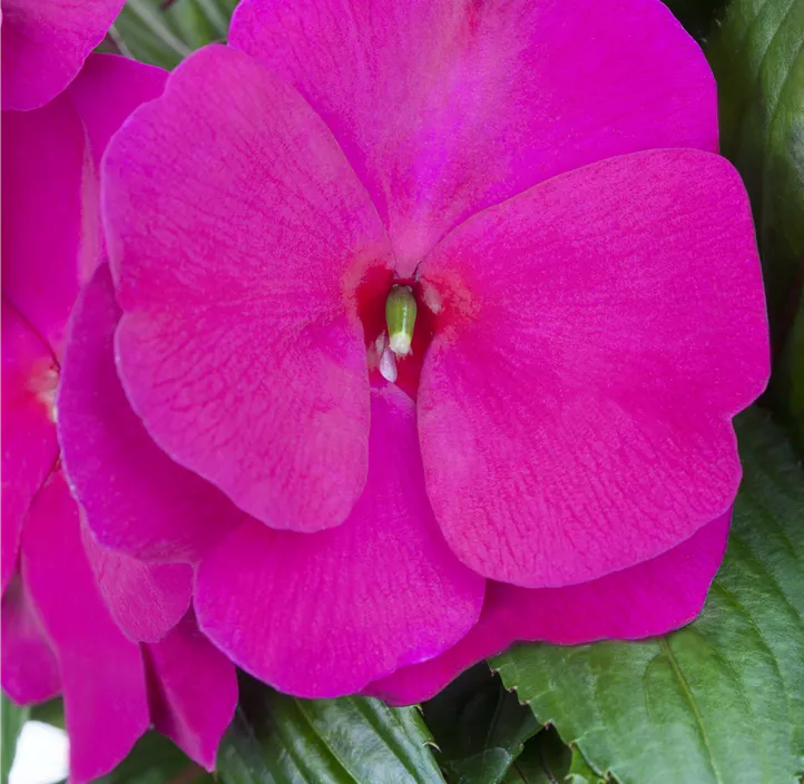 Hawaii Lieschen