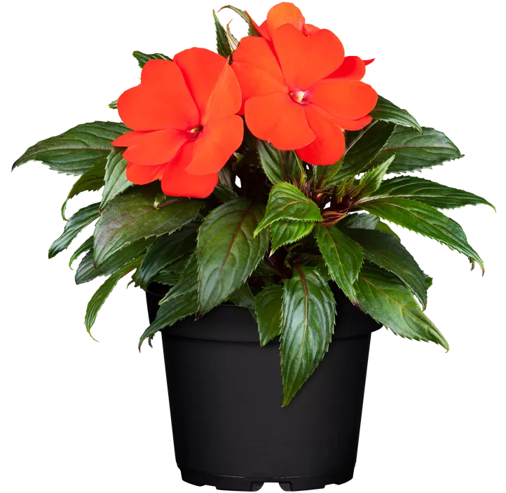 Hawaii Lieschen