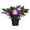 bellaflora Gartencenter GmbH