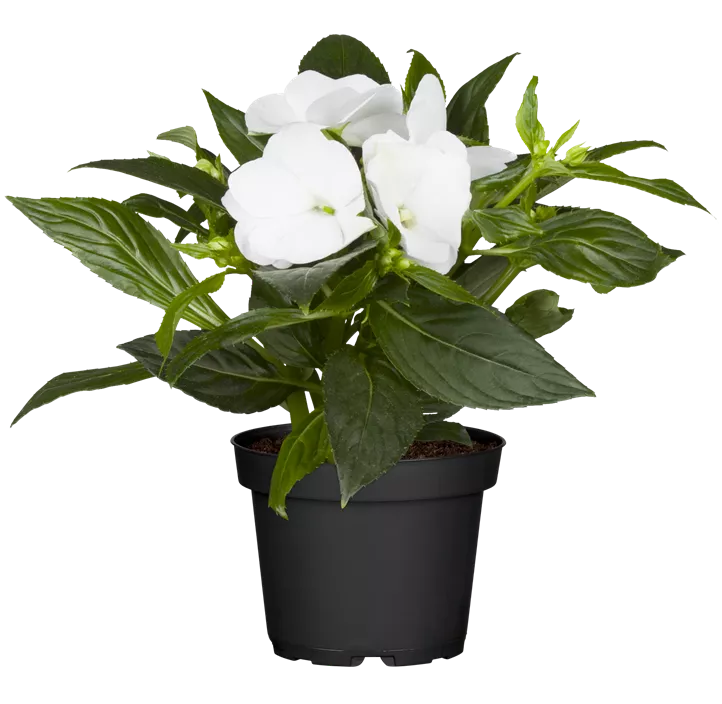 Hawaii Lieschen