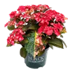 bellaflora Gartencenter GmbH