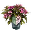 bellaflora Gartencenter GmbH