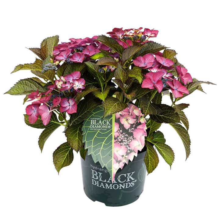 Bauernhortensie