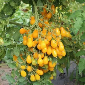 Lycopersicon Tomate Dattelwein