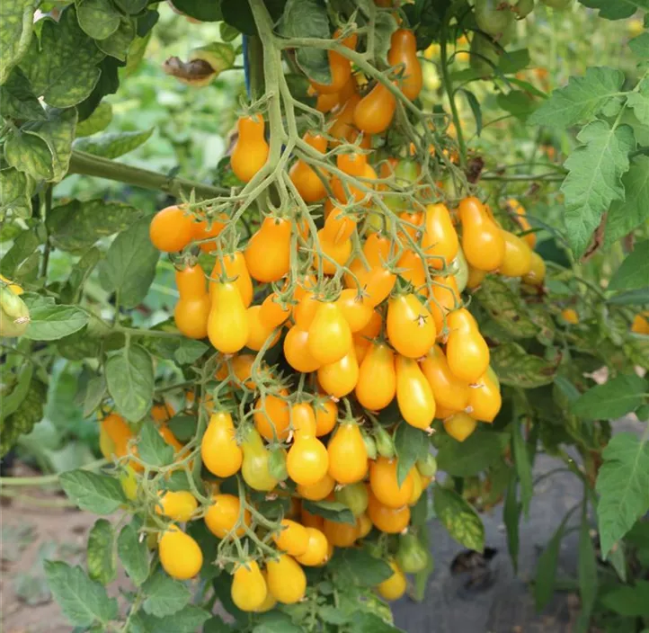 Tomate 'Dattelwein'