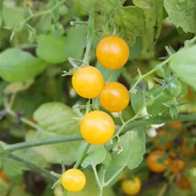 Lycopersicon gelbe Johannisbeere