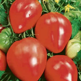 Lycopersicon Ochsenherz Ligure Coure Potente res. Lycopersicon Ochsenherz Ligure Coure Potente res.