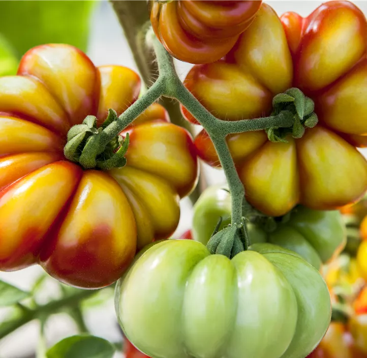 Reisetomate 'Voyage'