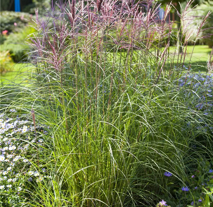 Garten-Chinaschilf