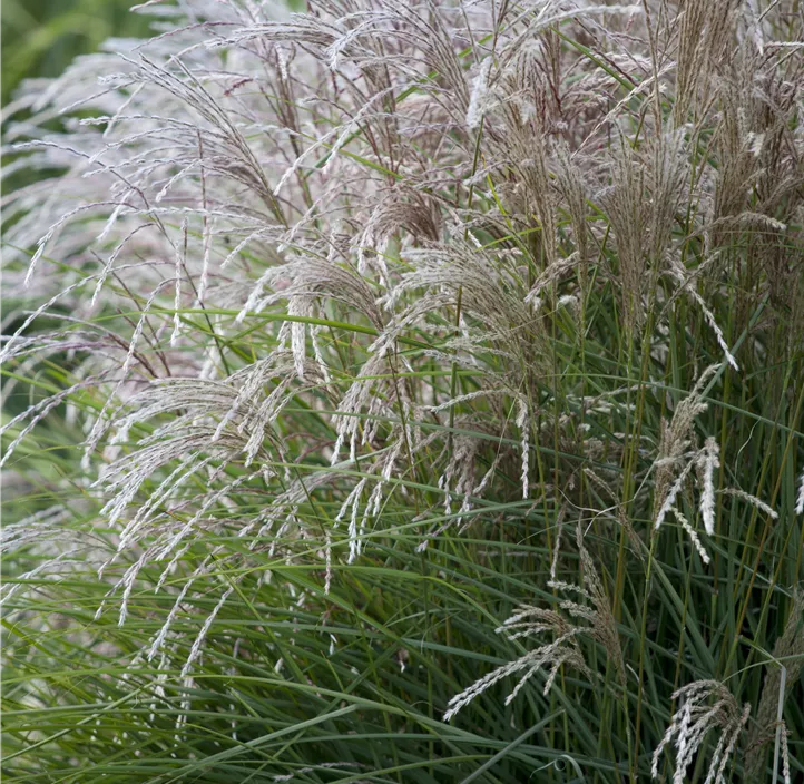 Garten-Chinaschilf