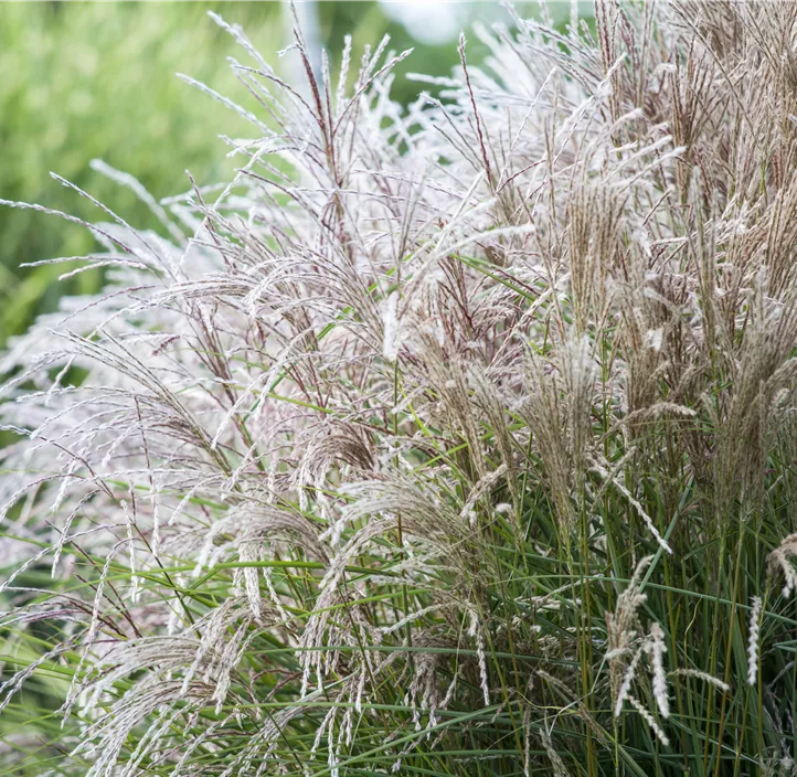 Garten-Chinaschilf