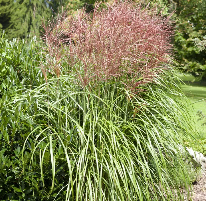 Garten-Chinaschilf