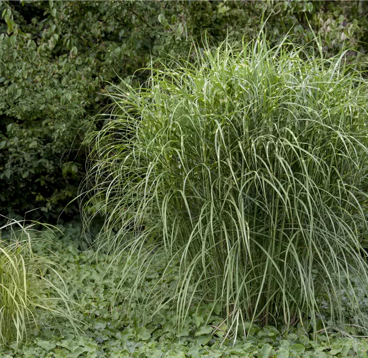 Garten-Chinaschilf