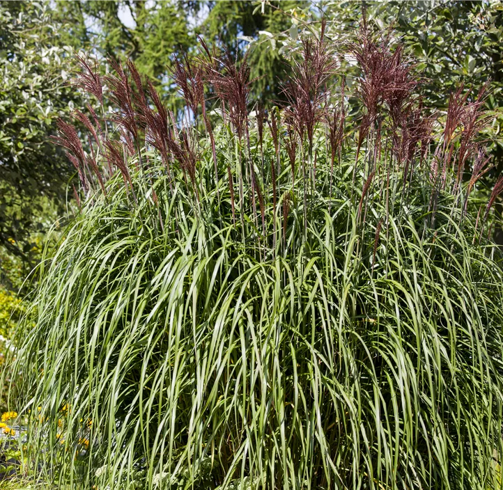 Garten-Chinaschilf