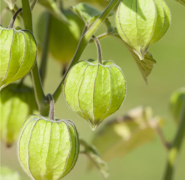 Andenbeere 'Schönbrunner Gold'