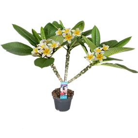 Plumeria Hawaiian