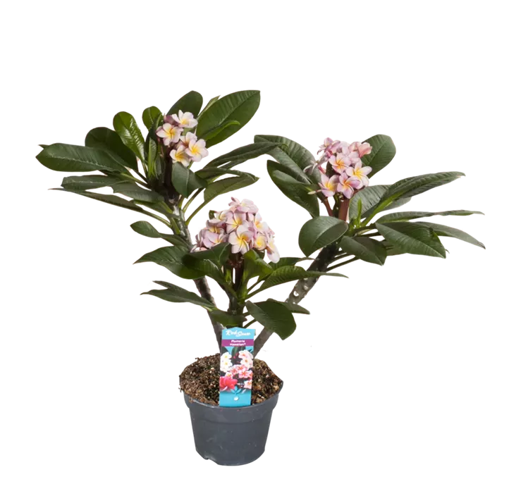 Frangipani 