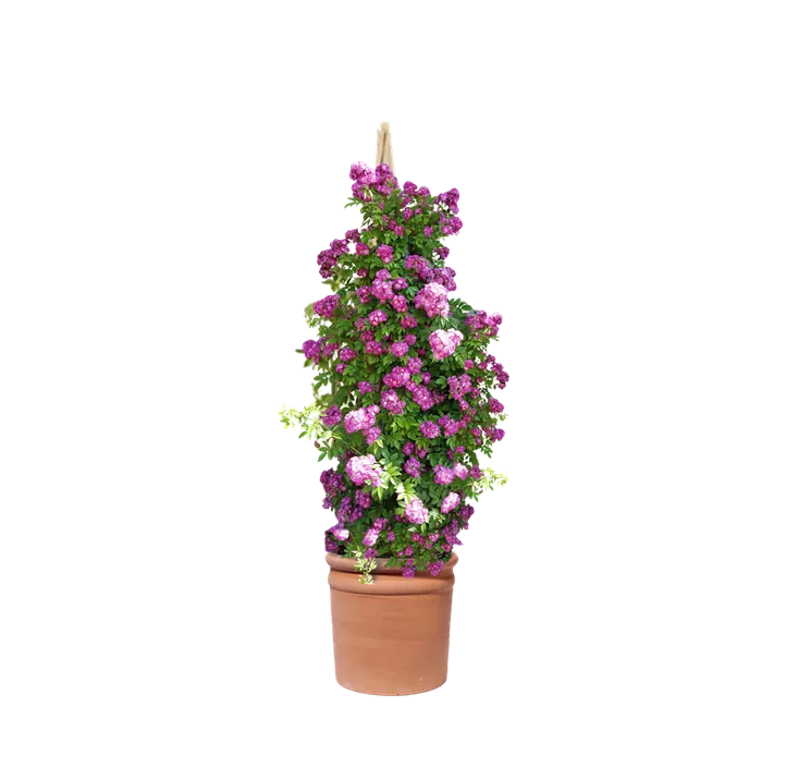Kletterrose 'Rambler'