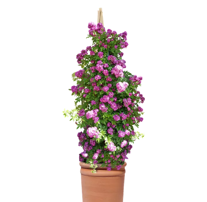 Kletterrose 'Rambler'