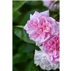 bellaflora Gartencenter GmbH
