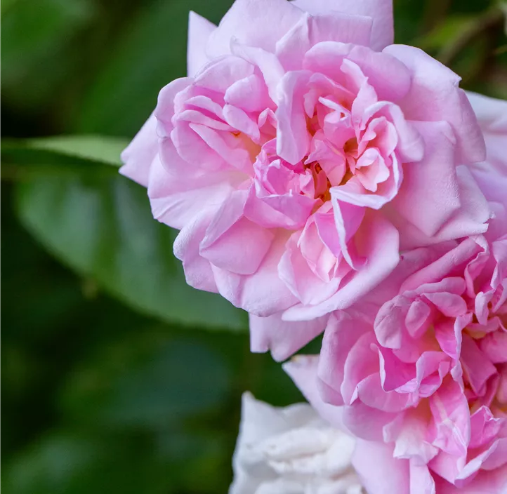 Kletterrose 'Rambler'