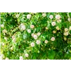 bellaflora Gartencenter GmbH
