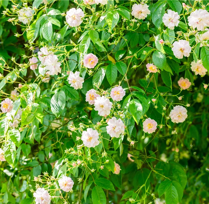 Kletterrose 'Rambler'