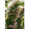 bellaflora Gartencenter GmbH