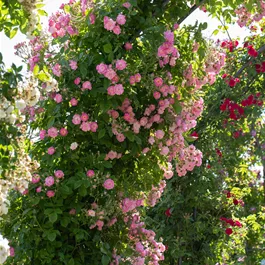 Rosen Dornröschengarten