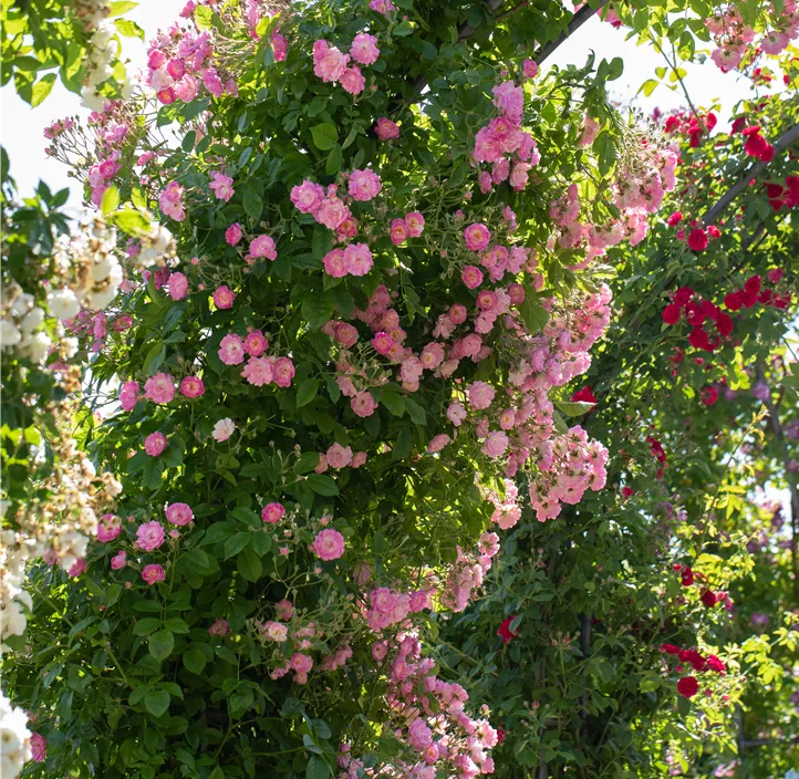 Kletterrose 'Rambler'