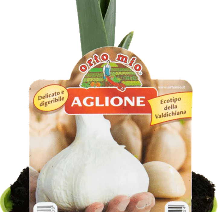 Knoblauch 'Elephant'