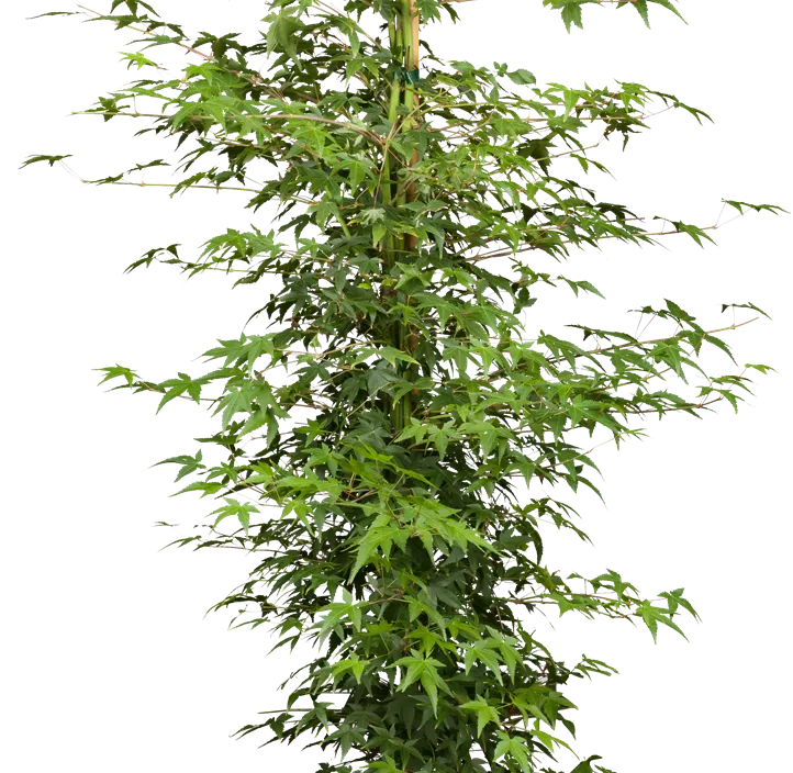 Fächerahorn 'Little Princess'