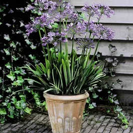 Agapanthus