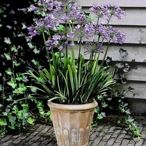 Agapanthus
