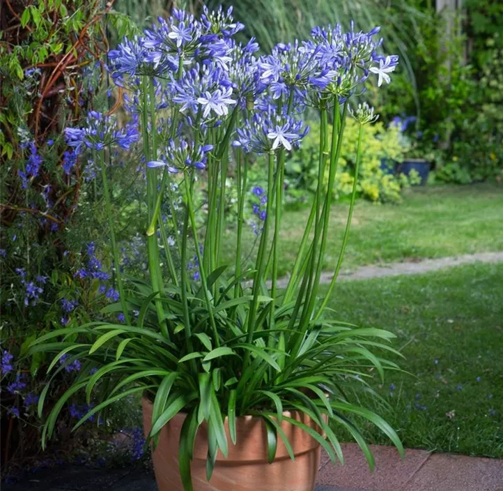 Schmucklilie 'Blue Thunder'