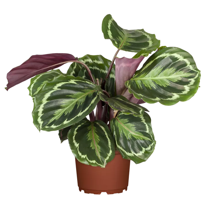 Korbmarante 'Medallion'