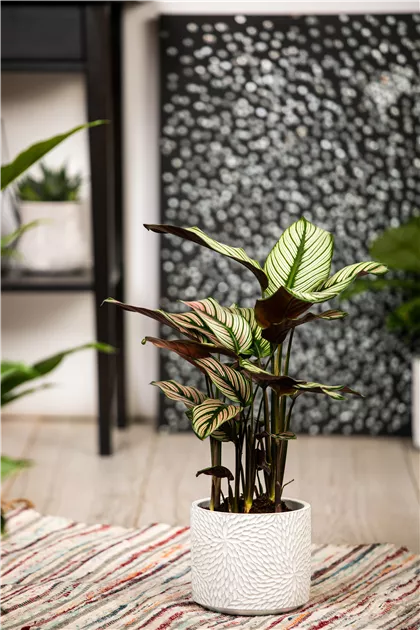 dracaena fragrans janet lind Dracaena Deremensis 'Jane Lid' : Elegant, Low-Maintenance Plant – Bloombox  Club main image 0