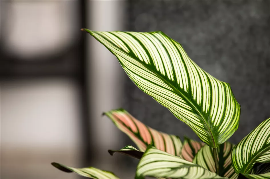 Calathea Hybride Ornata, Korbmarante - Bellaflora